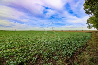 Exkluzivně - Prodej stavebního pozemku 10 904 m2, Jenštejn - Dehtáry